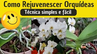 Como Rejuvenescer Orquídeas | Técnica Simples e Fácil de fazer