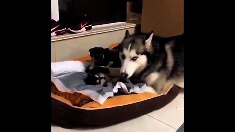 This brave mother giving lessons to its babies | #Shorts #Animals #Puppy