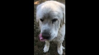 My Great Pyrenees