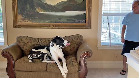 Guilty Great Dane destroys blinds in order to look out window