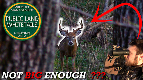 Public Land Cruising Bucks | Target Buck Appears | Hunting Public Land Deer