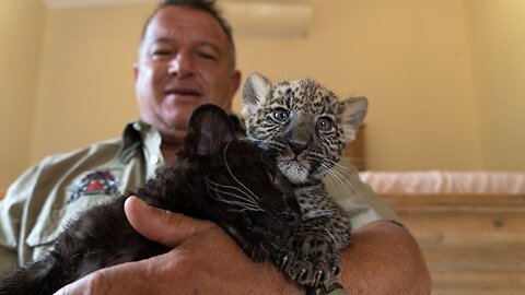 The Man Who Lives With Leopards | BEAST BUDDIES