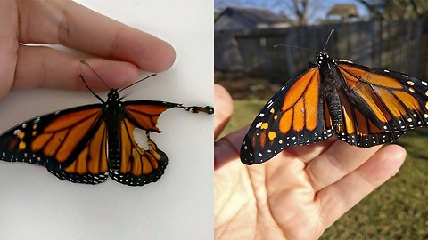 Woman Performs Surgery On Injured Butterfly And Saves Its Life