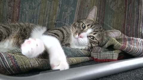 Tabby Cat Hid under the Table