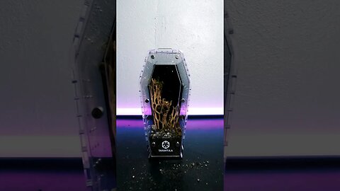 Mini Black Spiderling Coffin Enclosure!