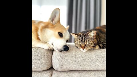 Corgi with other pets and animals