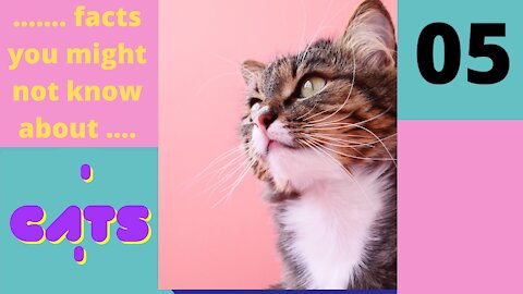 Amazing Facts You Might Not know About Cats - Part 5 of 25