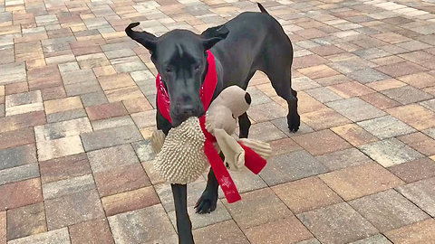 Great Dane pup takes her toy for a walk