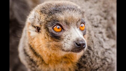 Gef The Talking Mongoose: The "Eighth Wonder of the World" with Tim Swartz