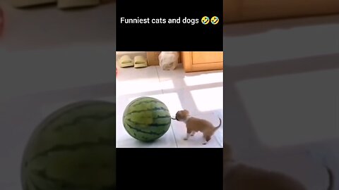 **Title: Funniest Cats and Dogs Compilation! 😂🐾**