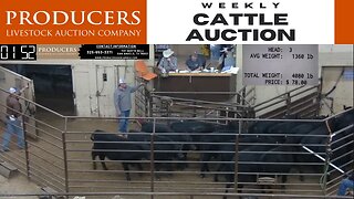 1/26/2022 - Producers Livestock Auction Company Cattle Auction