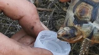 Firefighters give turtle drink of water during Cape Town fire