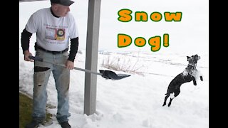 Jumping Snow Dog Snow Day by Wapp Howdy