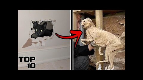 Top 10 Scary Things People Found Living In Walls