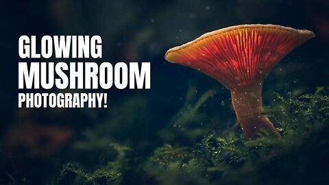 Glowing Mushrooms - Photography Tutorial