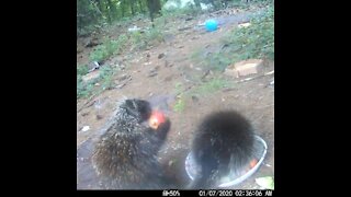 Day time porcupines