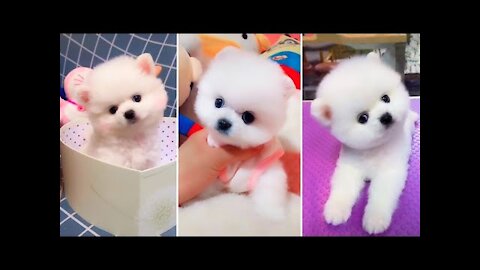 Most Famous Pomeranian TikTok Compilation