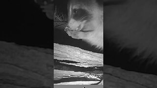 Raccoon 🦝 showing his human😀 like hands🙌 to you #cute #funny #animal #nature #wildlife #trailcam