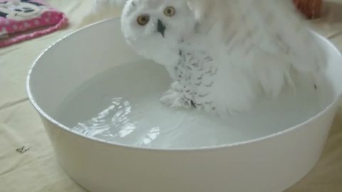 Magnificent Snowy Owl Adores Bath Time