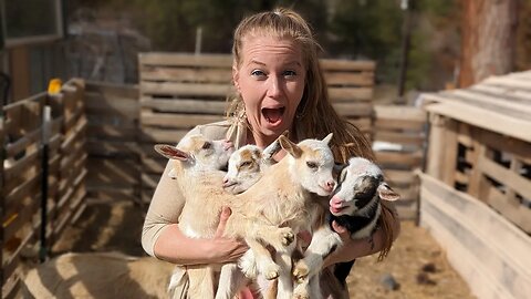 Meet Our Newest Additions: Pearl's Twin Goat Babies!