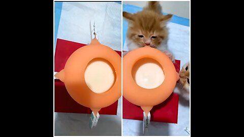 Feed you babies in the right way! 🥰Kitten Milk Feeder