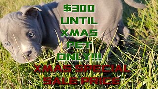 Bully Pups On Sale Until Xmas Only