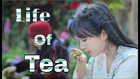 Life Of Tea | Traditional Chinese Tea Making