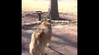Great Pyrenees Mix vs Squirrel