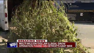 Massive illegal marijuana grow operation busted on Detroit's east side, thousands of plants seized