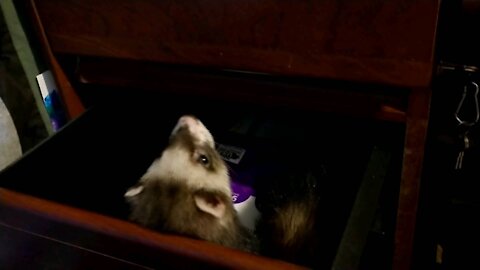 Ferret Noodle in a drawer