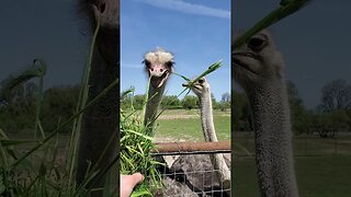 Ostriches enjoying some grass #shorts