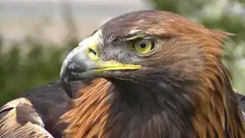 Golden Eagle - Bird of Prey - Spectacular Close Up of Natures Hunting Machine