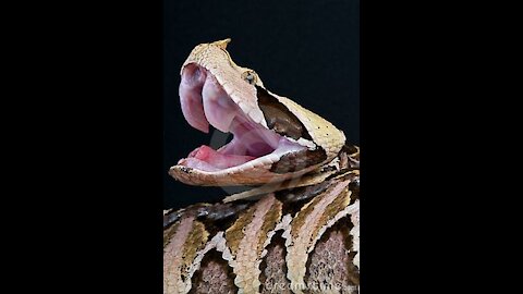 Gaboon viper bebe
