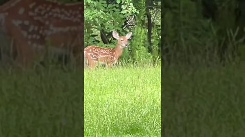 Couple of fawns while out showing in Bluffton, SC.