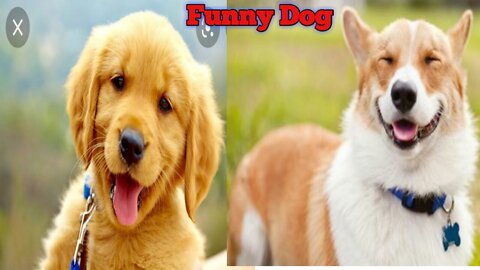 Funny Dog Video.Dog Amazing video.Cute and beautiful dog video.