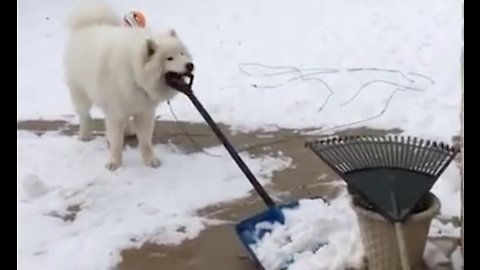 Dogs vs Snow Shovels