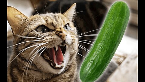 CATS are Afraid of Cucumber 🥒🤣