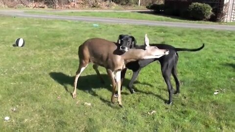Dog and Deer’s unique friendship is winning hearts.