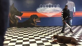 Authorities investigating complaints following viral 'baseball bat' dog training video