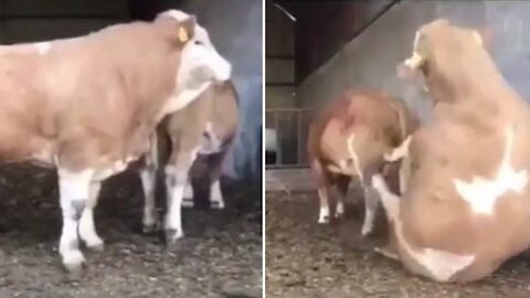 Cow wants to mate but falls gleefully