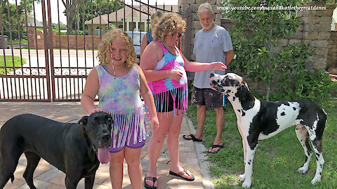 Sisters Are Thrilled To Meet Rumble Viral Celebrity Great Danes