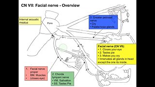 Cranial nerve VII