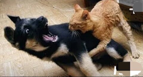 Angry Cats😾 VS Dogs🐶 Funny Compilation 2020