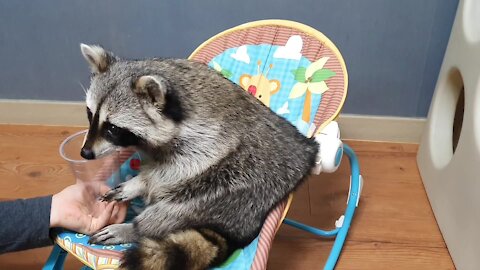 Pet raccoon totally bamboozled by owner's magic trick