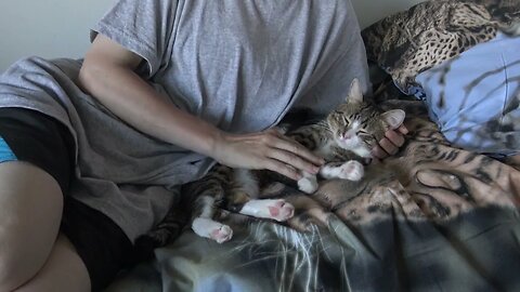 Fluffy Cat Relaxes on the Bed