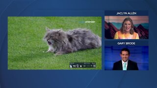 Coors Field cat disappears into the night