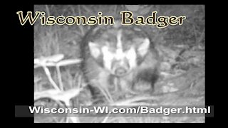 Badger Trail Camera June VIDEO - Landman Realty LLC