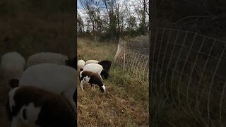 No more MOWING! FURRY LAWNMOWERS!! 🐑😆 #shorts #animals #farming