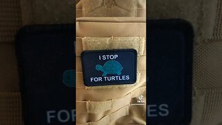 steps to protect turtles on the road #shorts #turtle #wildlife