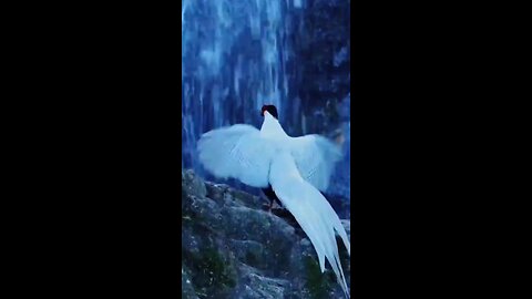 Beautifull Dancing Bird